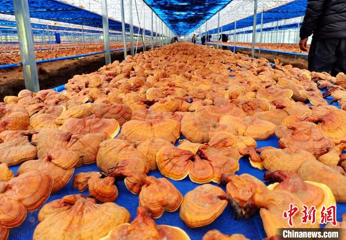 圖為紅太陽科技示范家庭農場采收的靈芝?！∑酱胪喙﹫D