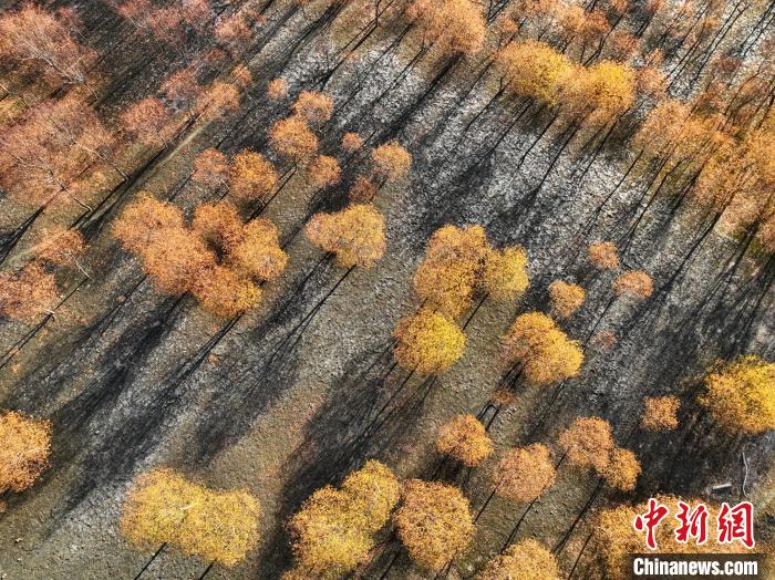 入冬時節(jié)，雅魯藏布江畔的樹林一片金黃?！《拘?攝