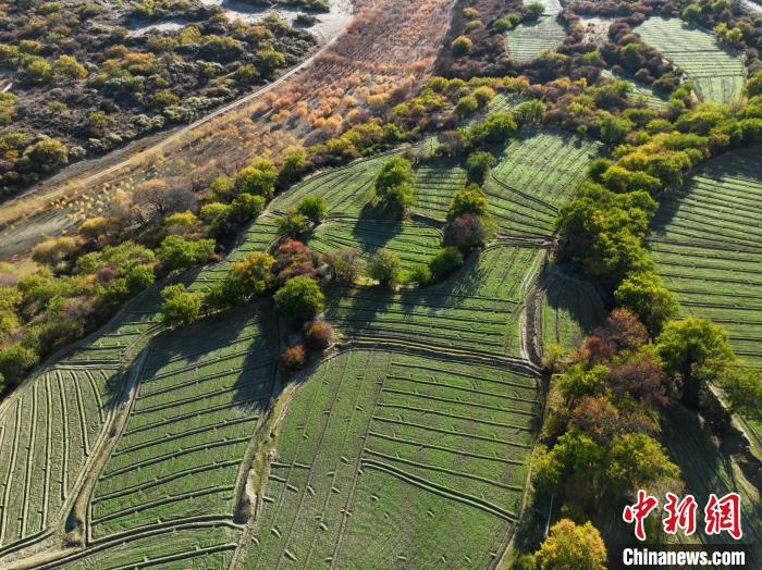 圖為11月8日，雅魯藏布江畔的高原梯田?！《拘?攝