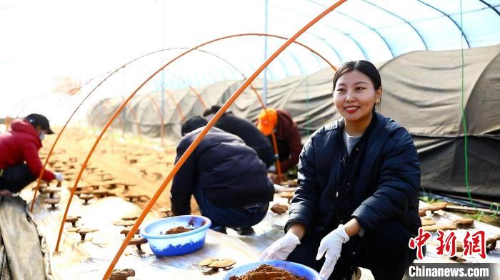 圖為農(nóng)民采收靈芝孢子粉?！∴嚢?攝