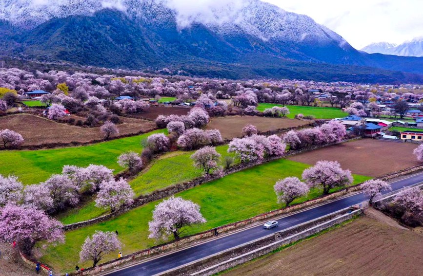 波密縣傾多鎮(zhèn)如納村盛開的桃花。徐馭堯攝