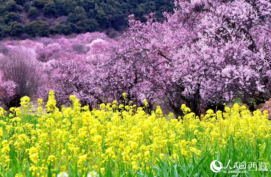 桃花與油菜花勾勒出別樣風景。 人民網(wǎng) 李海霞攝