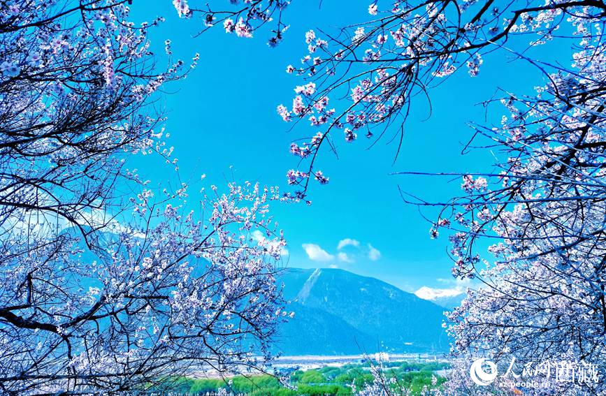 藍天與桃花相映成趣。 人民網(wǎng) 李海霞攝
