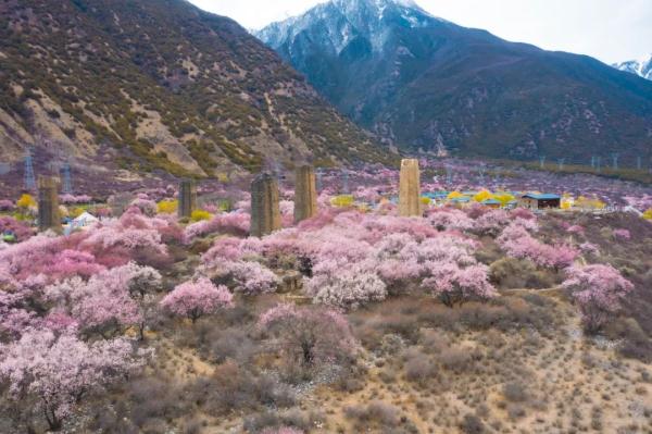 人間桃花源！林芝桃花有多絕？