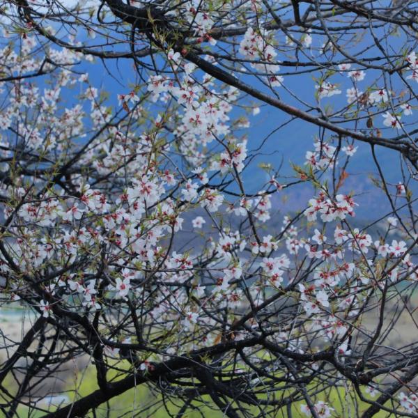 人間桃花源！林芝桃花有多絕？