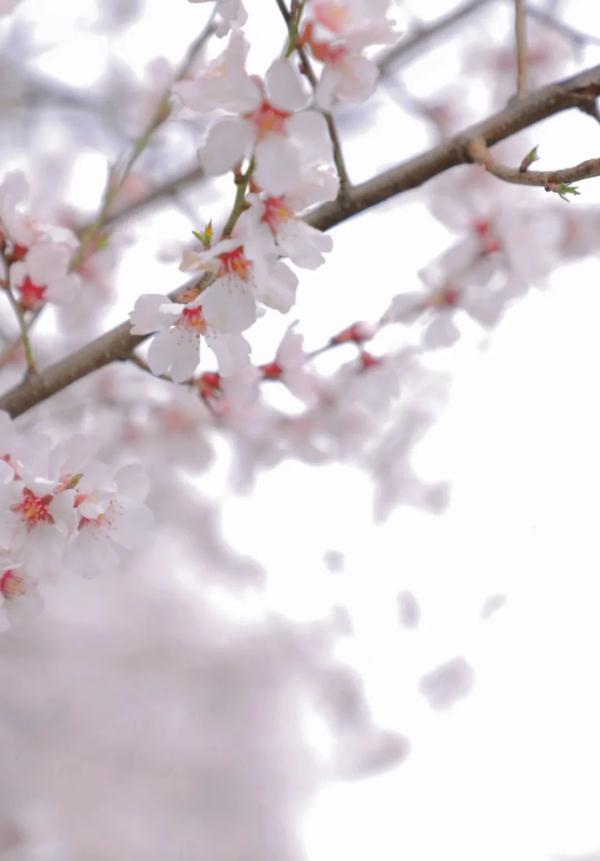 人間桃花源！林芝桃花有多絕？