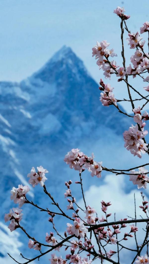 人間桃花源！林芝桃花有多絕？
