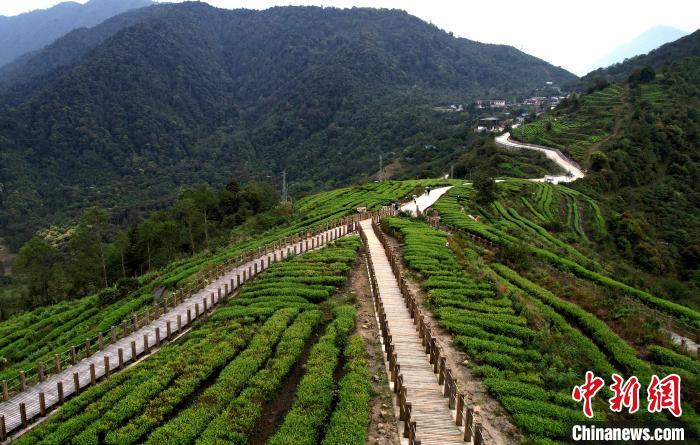 圖為西藏林芝市墨脫縣背崩鄉(xiāng)格林村山頂?shù)木坝^茶園。(無(wú)人機(jī)照片) 李林 攝
