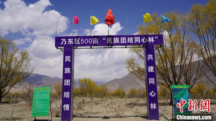 圖為“民族團(tuán)結(jié)同心林”項目?！∧藮|融媒供圖