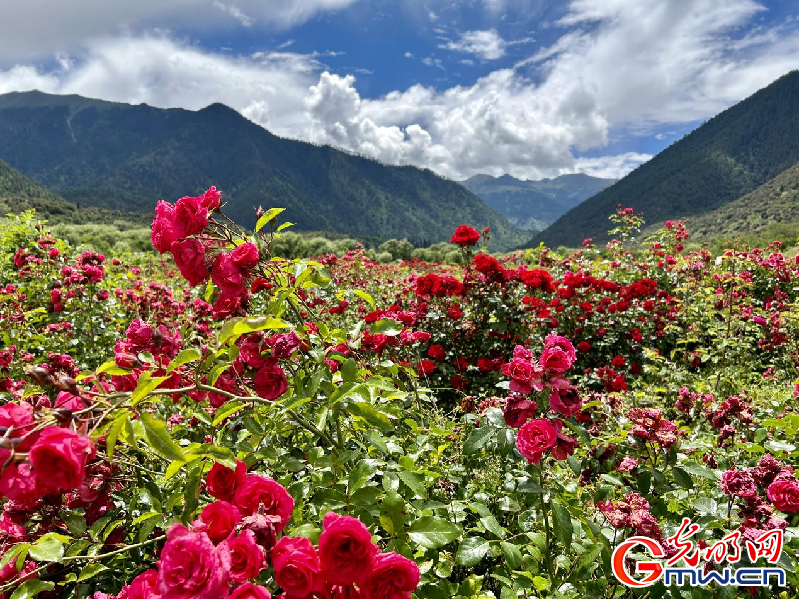 我們的家園丨【組圖】 綠水青山入畫，“金山銀山”筑起