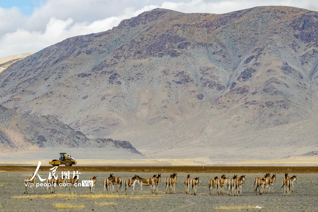 西藏阿里：高原公路建設(shè)忙【4】