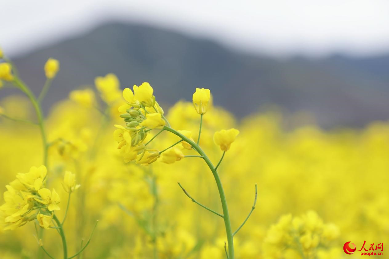金色油菜花鋪滿大地。 人民網(wǎng) 李海霞攝