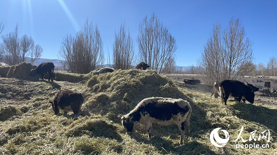 長所鄉(xiāng)森嘎村村民的牲畜在食用新鮮飼草。人民網(wǎng)記者 郝潔攝