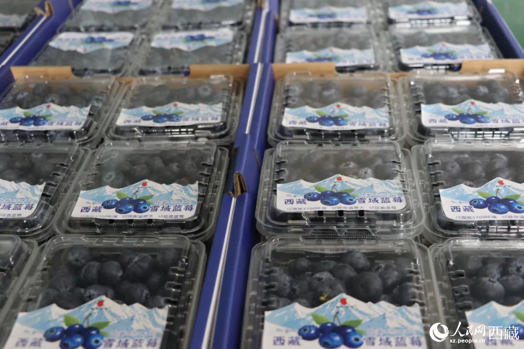 包裝好的藍(lán)莓。次仁龍布攝
