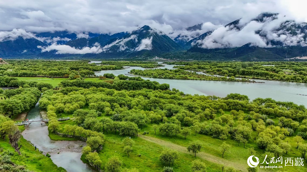 鳥瞰盛夏季節(jié)的雅尼濕地風(fēng)光。人民網(wǎng)記者 次仁羅布攝