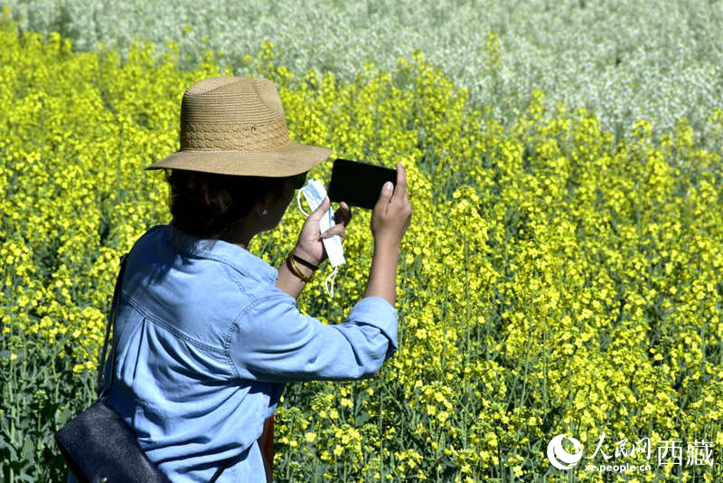 大片油菜花吸引游客到來。人民網(wǎng) 李海霞攝