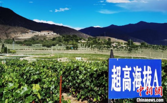 圖為桑日縣種植的葡萄?！∩侥仙Ｈ湛h委宣傳部提供
