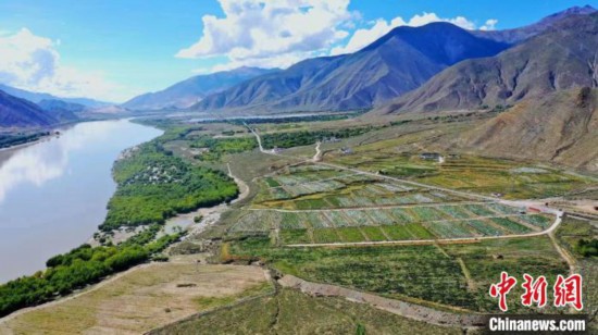 圖為桑日縣葡萄種植基地?！∩侥仙Ｈ湛h委宣傳部提供