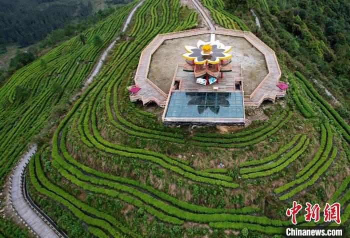 圖為西藏林芝市墨脫縣背崩鄉(xiāng)格林村山頂?shù)木坝^茶園。(無人機(jī)照片) 李林 攝