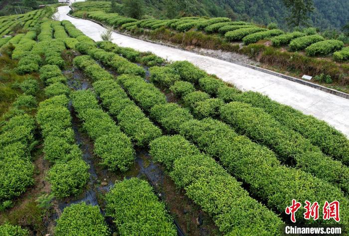 圖為西藏林芝市墨脫縣背崩鄉(xiāng)格林村山頂?shù)木坝^茶園。(無人機(jī)照片) 李林 攝